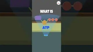 ATP (Adenosine Triphosphate) - The Energy Currency of Cells Explained