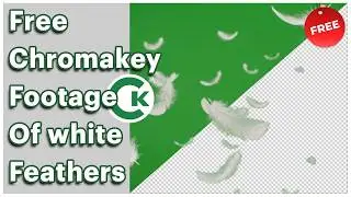 Free White Feather Green Screen Footage | Chroma Key Feather Video