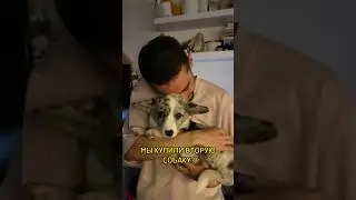 МЫ КУПИЛИ ВТОРУЮ СОБАКУ?! #корги #коргипемброк #коргиспб