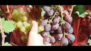 НОВИНКА!!! ГФ Винограда РОБИНЗОН (Калугин В.М.). 06.09.2023г.
