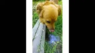 С Рыжиком на дачу!!!/Вкусная вода/Жарко