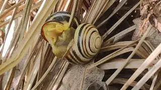 🐌 Австрийская цепея 🐌 Спаривание наземного брюхоногого моллюска отряда лёгочных улиток сем. гелицид