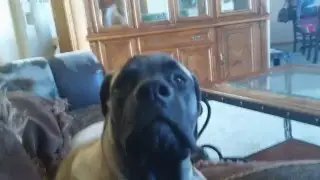 English Mastiff Mimics Her Owner - 7 Months Old