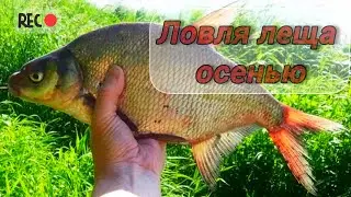 КАК ЛОВИТЬ ЛЕЩА ОСЕНЬЮ? МЕСТА для ОСЕННЕЙ РЫБАЛКИ на ЛЕЩА. НАЖИВКИ И СНАСТИ для ЛОВЛИ ЛЕЩА ОСЕНЬЮ