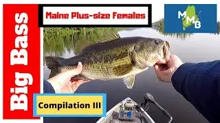 Big Bass Compilation