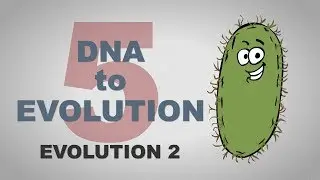 From DNA to Evolution - Plain and Simple (Part 5)