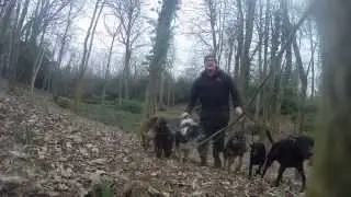 Pack Walks Feb 12th
