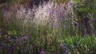 PRIMAVERA