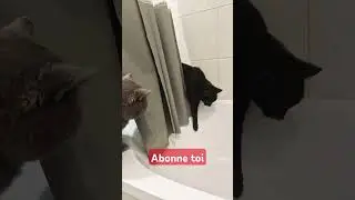 Chat timide #chat #timide #animaux