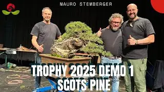 Trophy 2025 Mauro Stemberger Demo 1 Scots Pine
