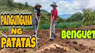 PANGUNGUHA NG PATATAS || BENGUET