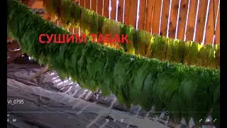 Сушим листья табака.