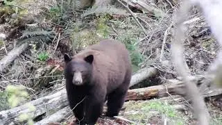 British Columbia Black Bear Hunt