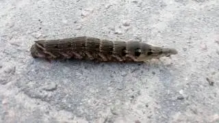 Вот это гусеница ...