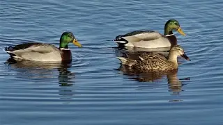 Hunting for duck with a duck decoy. Spring hunting