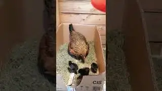 Курица Чешский Доминант
