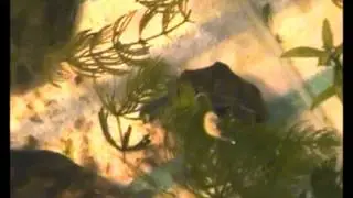Воспи-пи-пи-питание