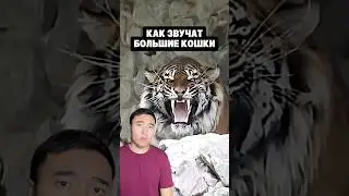 Как Звучат Большие Кошки
