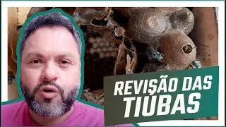 MUITAS TIÚBAS para vocês apreciarem!!!