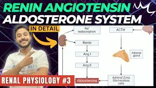 renin angiotensin aldosterone system renal physiology | renin pathway physiology | RAAS physiology