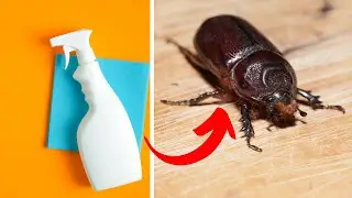 Naturally Way To Get Rid Of Carpet Beetles