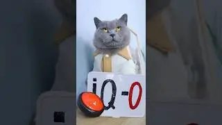 Who's Smarter?😼🔍 Cat VS Woman IQ 