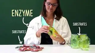 Enzymes and Cascade Reactions