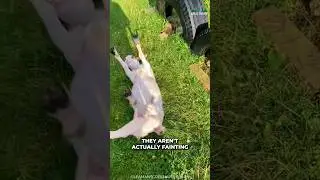 Fainting Goats | Why They Are Fainting?
