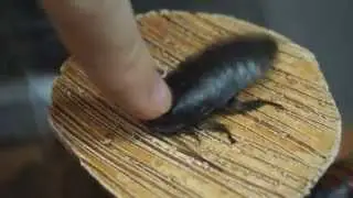 Мощный таракан!