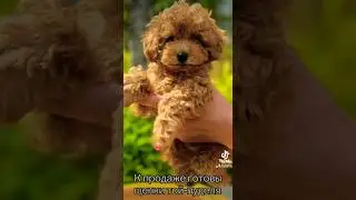 Щенки той-пуделя 🥰 😍
