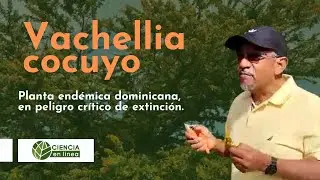 Vachellia cocuyo, planta endémica dominicana, muy rara y en peligro crítico de extinción.