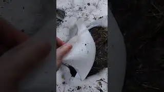 Сбор берёзового сока в моче приемник.