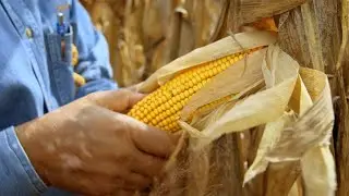 Farmers Protect the Land Like Their Livelihoods Depend On It | John Deere