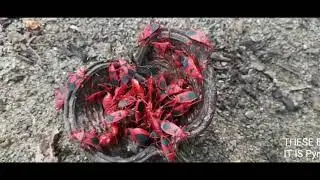 European Fire Bugs Caught on Camera