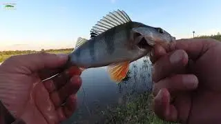 These CRAYFISH will save you anytime, anywhere! A short evening fishing trip when the weather turns.