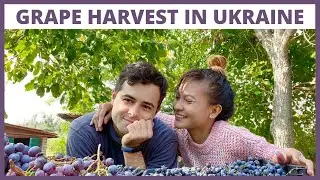 How to harvest grapes || Filipina in Ukraine