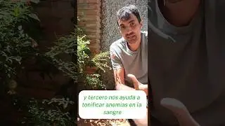 Propiedades medicinales y reconocimiento de la granada