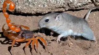 Snakes and even Scorpions are afraid of this Mouse!