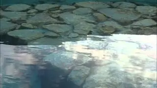 Dunja Knebl - BISTRA VODA TEČE