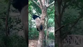 It's shocking that baby panda climbs trees like this.