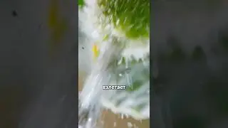 WILD CUCUMBER Takes Off Like A Rocket! 