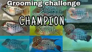FLOWERHORN GROOMING CHALLENGE CHAMPION