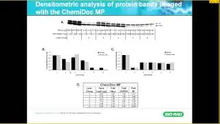 Reliable Quantification of Western Blot Data