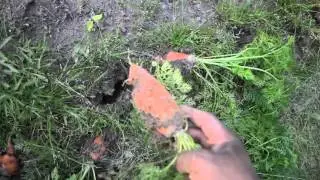 Harvesting Carrots from my Garden For Dinner