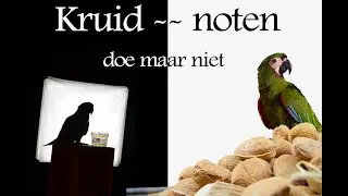 Geen Kruidnoten voor papegaaien, maar wel andere noten!