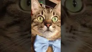 Кот Степан | Как тигр делает? | Cat Stepan