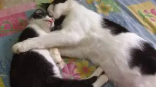Kucing ini so sweet banget berpelukan