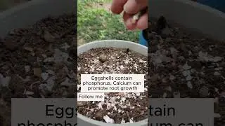 2 uses of eggshells  #gardening #agriculture #farming
