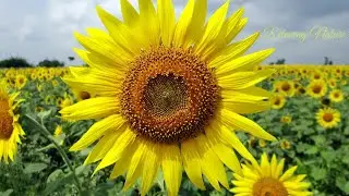 Wonderful relaxing music and beautiful images of nature!