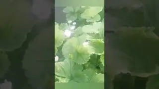 Клубника  которая приносит пользу на Кубани состояние на 1.05.2023🍓🍓🍓